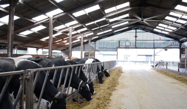 cows 1